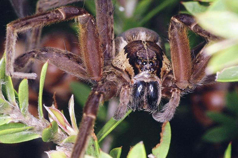 Dolomedes_minor_F2333_Z_90_Cape Reinga_Nieuw-Zeeland.jpg